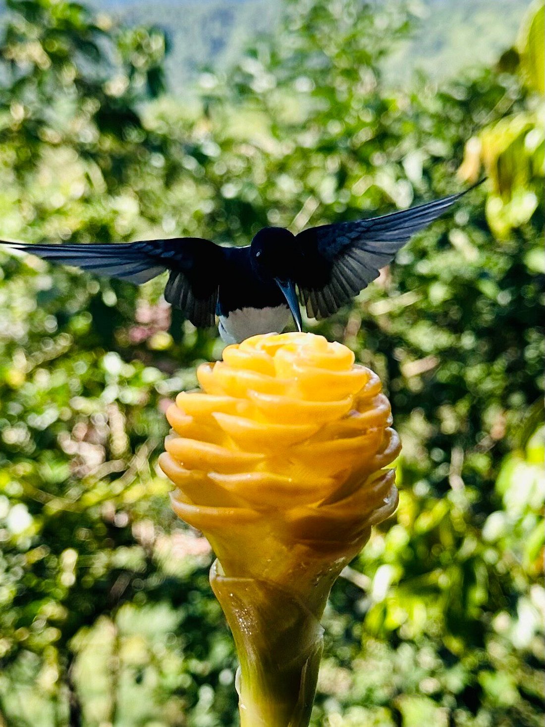 Punto Ornitológico Mindo