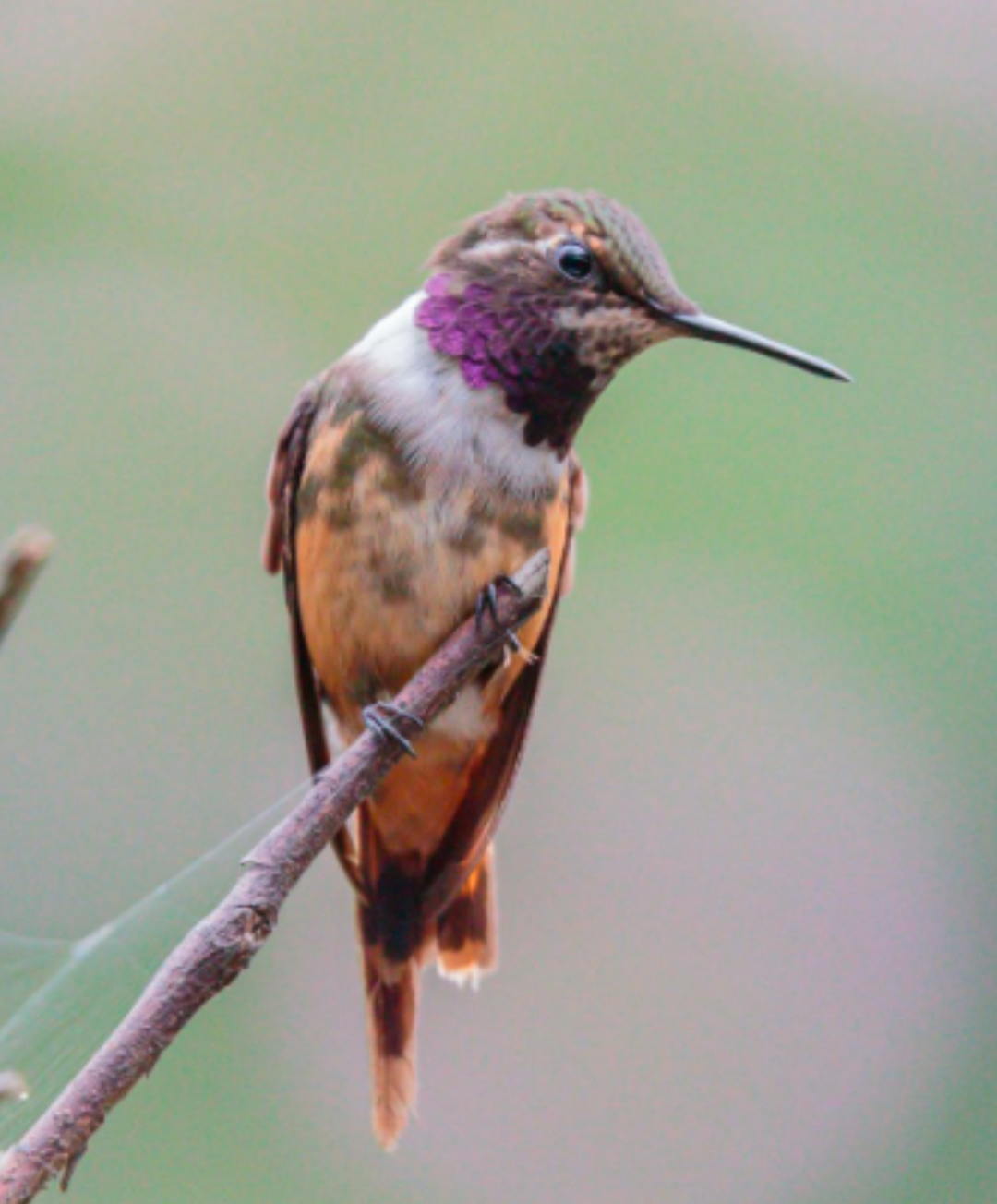 Philodice mitchellii